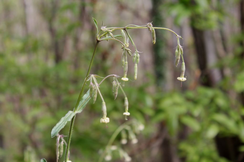 Silene nutans